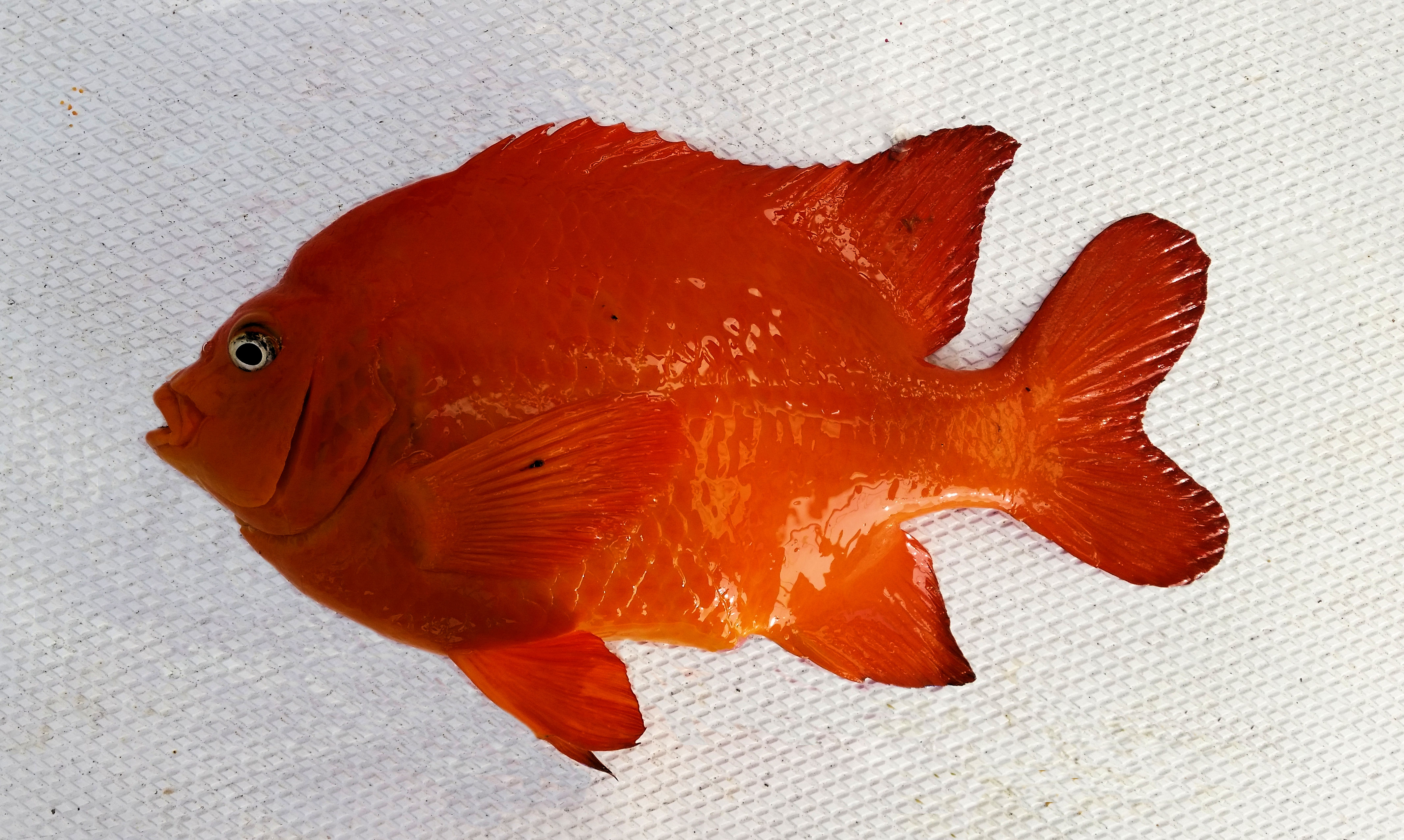 Garibaldi Mexico Fish, Marine Life, Birds and Terrestrial Life