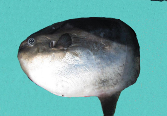 Ocean Sunfish  Mexican Fish.com