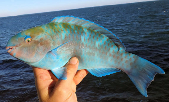 Blue Parrotfish Mexico Fish Birds Crabs Marine Life Shells And Terrestrial Life