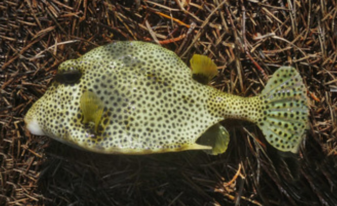Spotted Trunkfish | Mexican Fish.com
