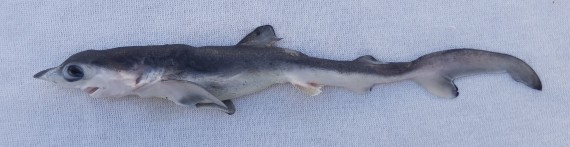 thresher shark baby