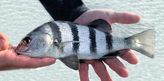 Toba Neagră | Mexican Fish.comToba Neagră | Mexican Fish.com  