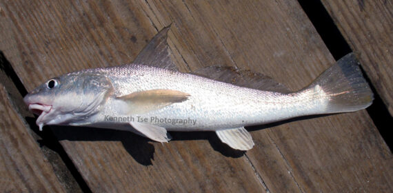 Gulf Kingfish  Mexican Fish.com