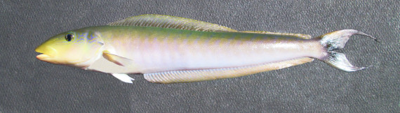 Sand Tilefish (1)