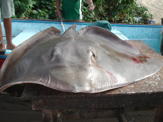 Pelagic Stringray (4)