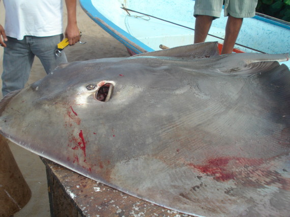 Pelagic Stringray (5)