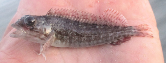 Baja Blenny (1)