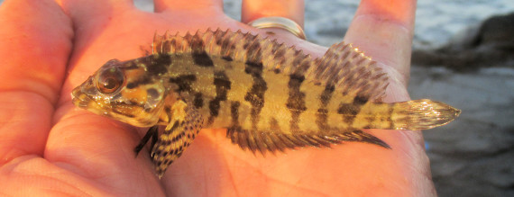 Baja Blenny (2)