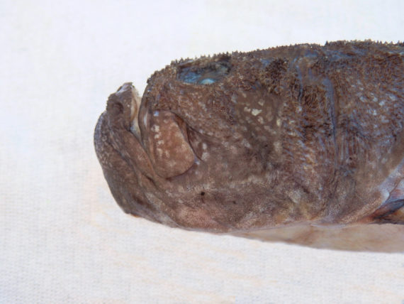 Kathetostoma averruncus, Smooth Stargazer. Provided by the commercial fishermen of the greater Lost Cabos area, June 2014. Length: 23 cm (9.1 inches). Identification courtesy of Dr. Phil Hastings, Scripps Institution of Oceanography, La Jolla, California.