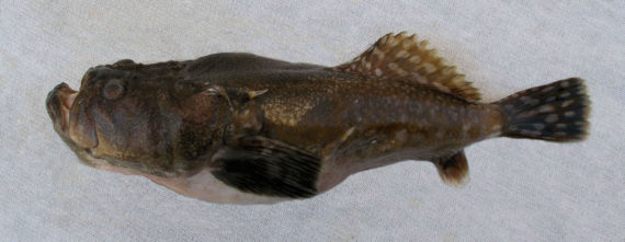 Kathetostoma avenrruncus.