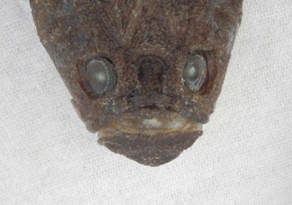 Kathetostoma averruncus, Smooth Stargazer. Provided by the commercial fishermen of the greater Lost Cabos area, April 2011. Length: 27 cm (11 inches). Identification courtesy of Dr. Phil Hastings, Scripps Institution of Oceanography, La Jolla, California.