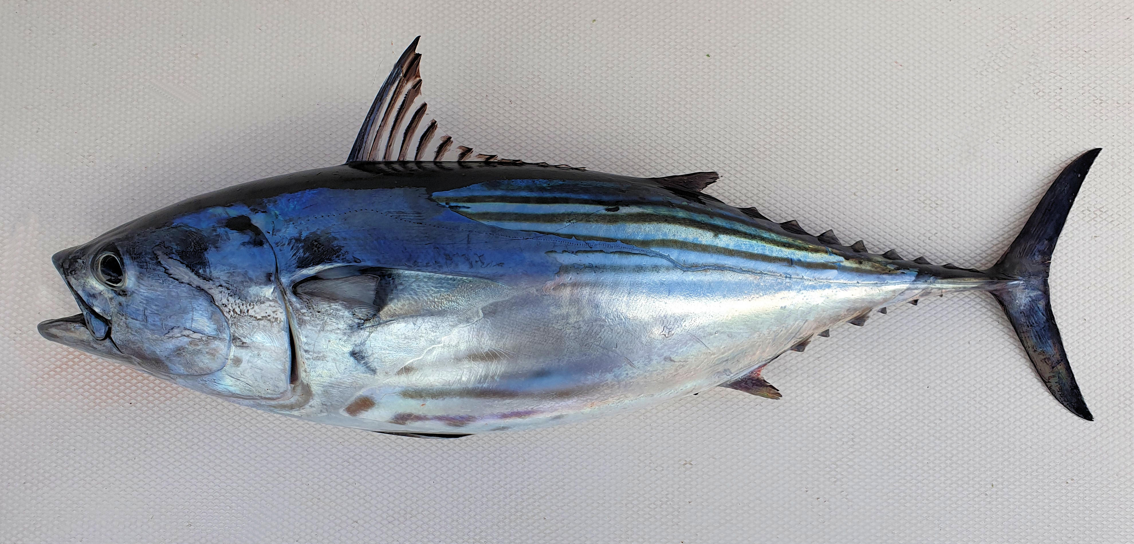 Black Skipjack | Mexico – Fish, Birds, Crabs, Marine Life, Shells And ...