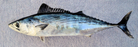 Pacific Bonito  Mexican Fish.com