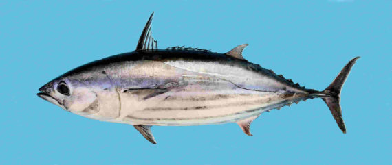 Skipjack Tuna - Delaware Fish Facts