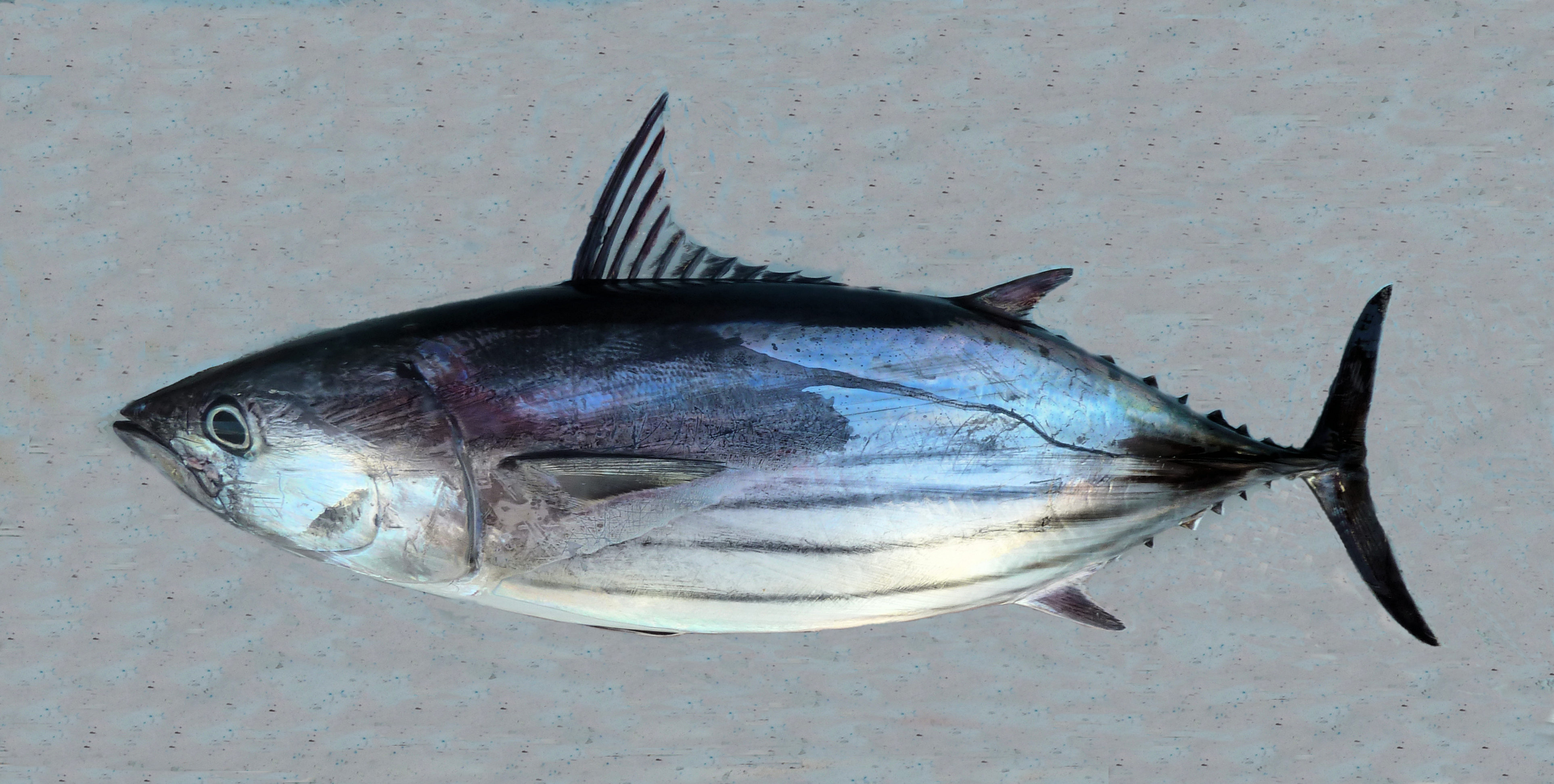 Skipjack Tuna | Mexican Fish.com