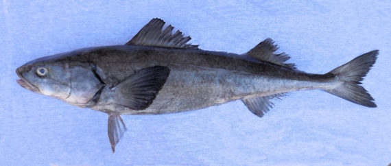 Sablefish (3)