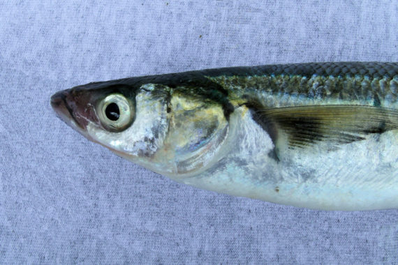 Topsmelt (2)