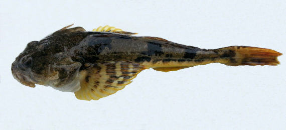 Pacific Staghorn Sculpin (1)