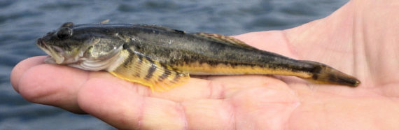 Pacific Staghorn Sculpin (2)