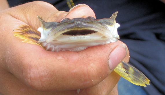 F660-Pacific Staghorn Sculpin (3)