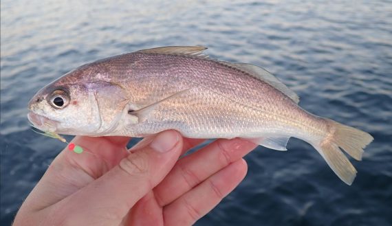 whiting fish