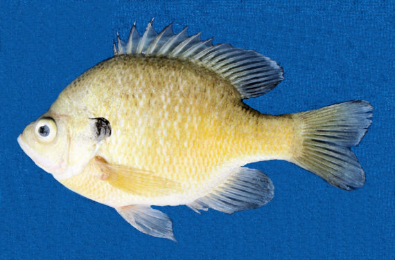 Bluegill (1)