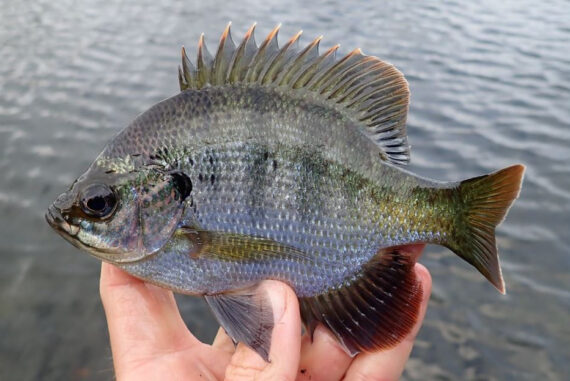 Bluegill  Mexican Fish.com