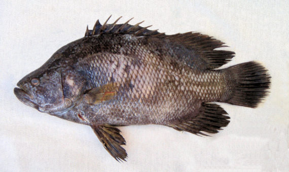 https://mexican-fish.com/wp-content/uploads/F672-Pacific-Tripletail-1-570x340.jpg