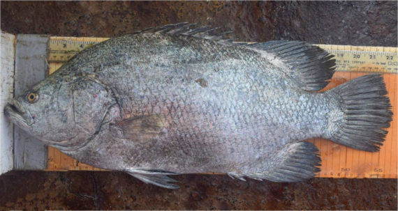 f672-pacific-tripletail-2