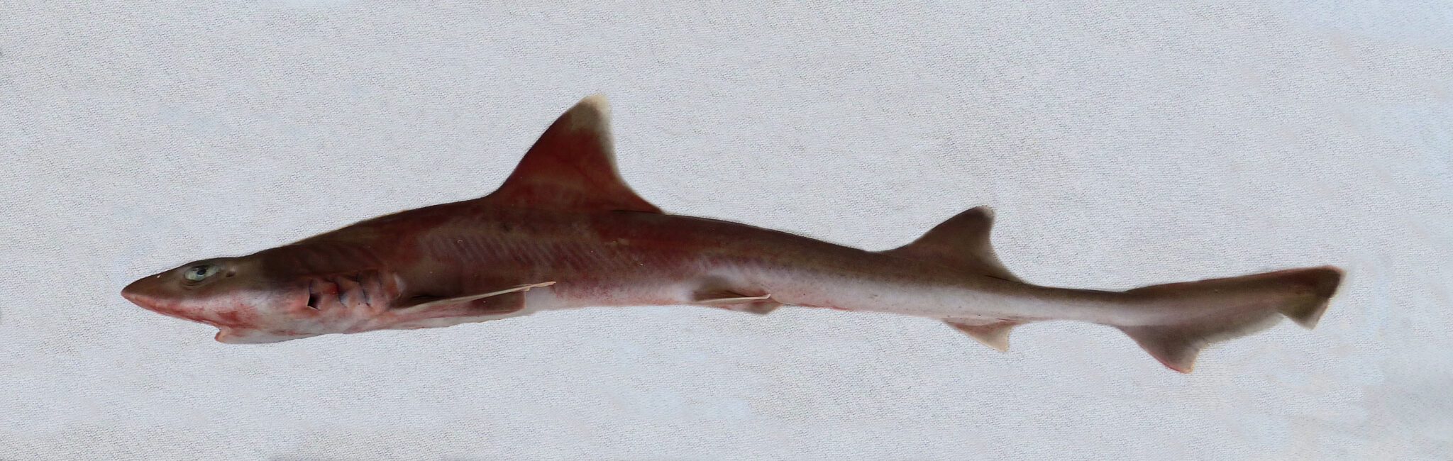 Whitemargin Smoothhound | Mexican Fish.com