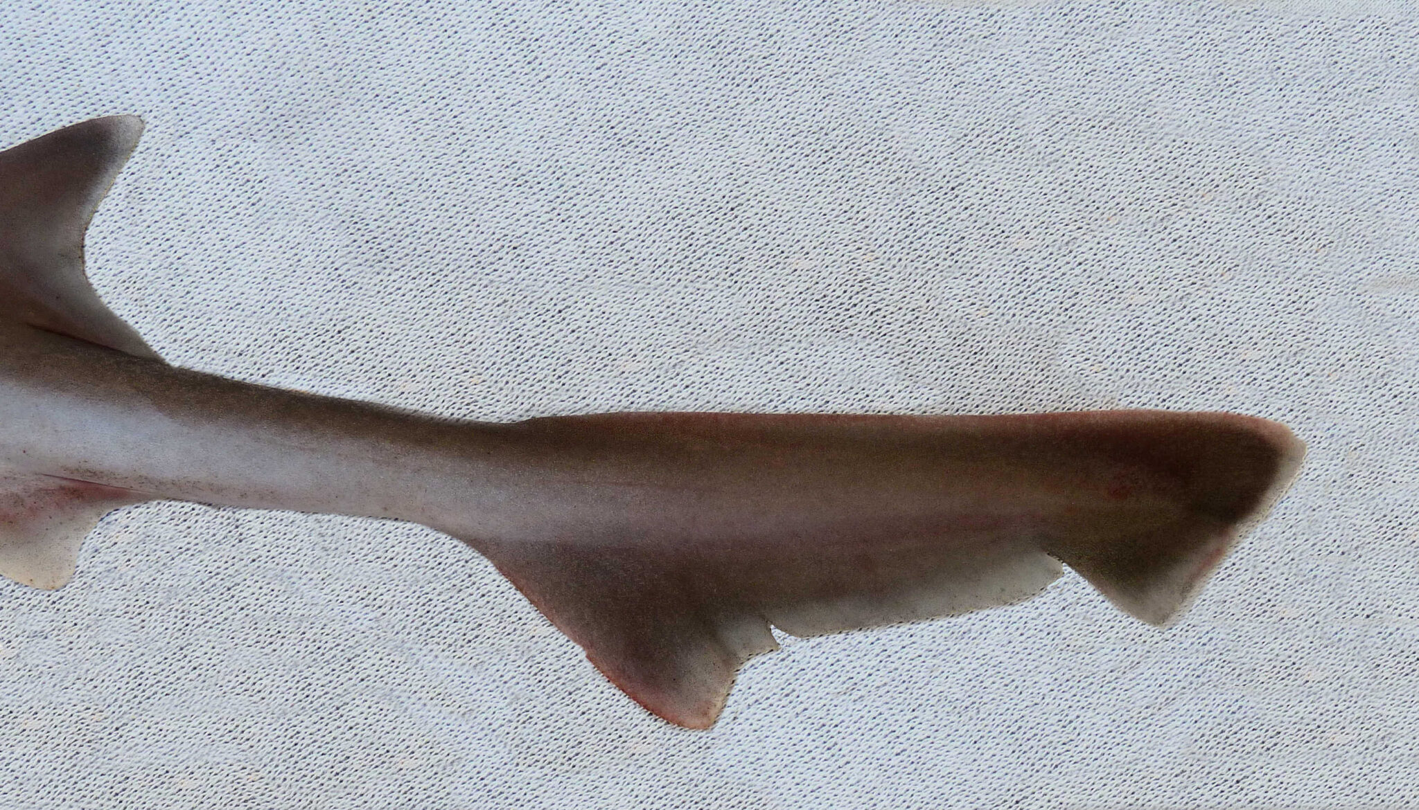 Whitemargin Smoothhound | Mexican Fish.com