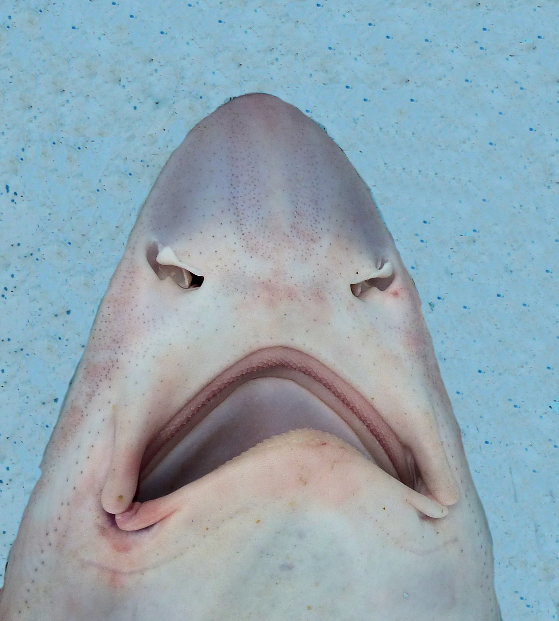 Whitemargin Smoothhound | Mexican Fish.com