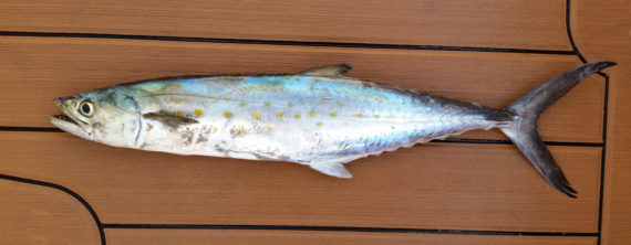 Gulf Sierra  Mexican Fish.com