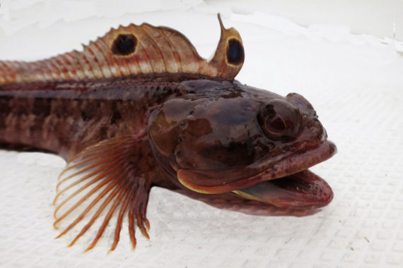 f679-sarcastic-fringehead-2