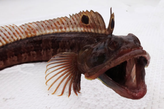 f679-sarcastic-fringehead-3