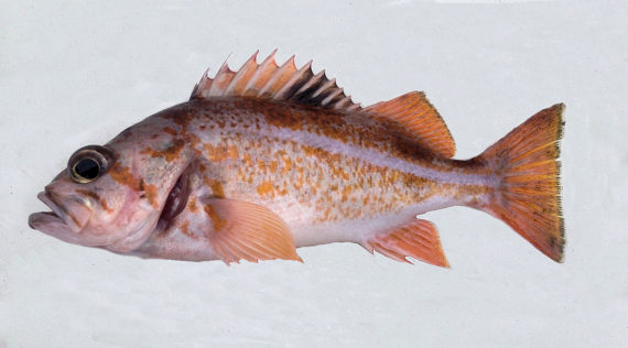 f681-canary-rockfish-1