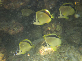 Barberfish | Mexican Fish.com