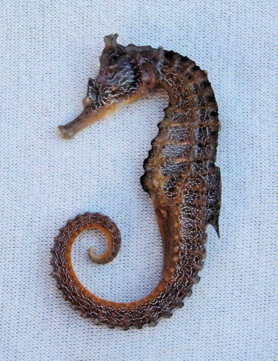 Pacific Seahorse (1)