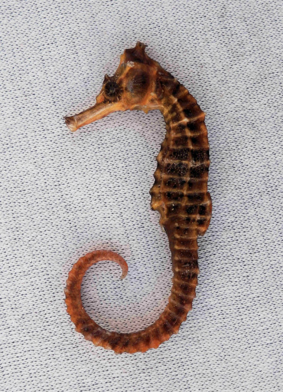 Pacific Seahorse (2)