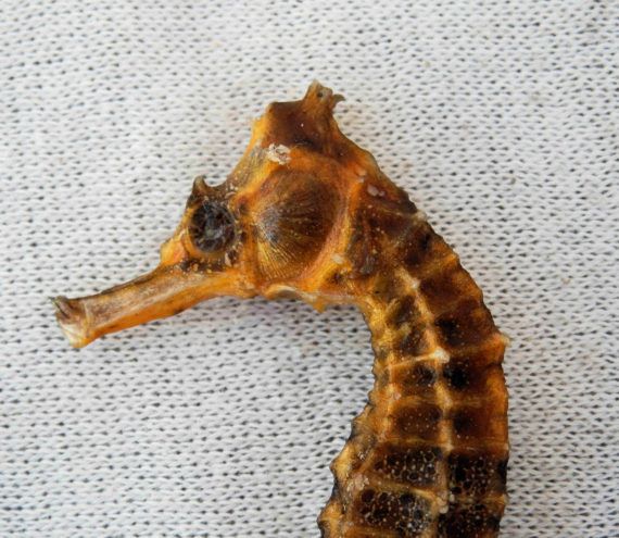 Pacific Seahorse (3)