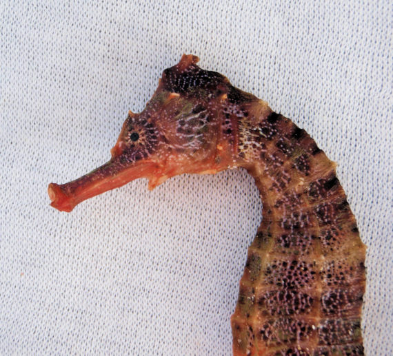 Pacific Seahorse (4)