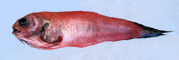 f694-blacktail-snailfish-1