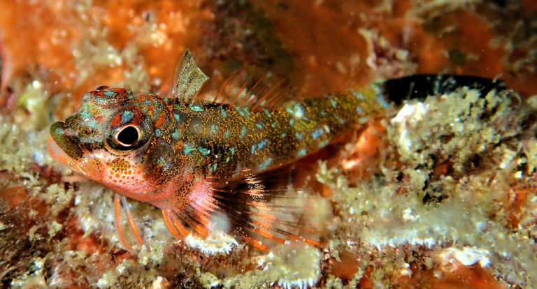 Triplefin Family Photographs, and Information – Tripterygiidae ...