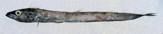 Snake Mackerel (1)