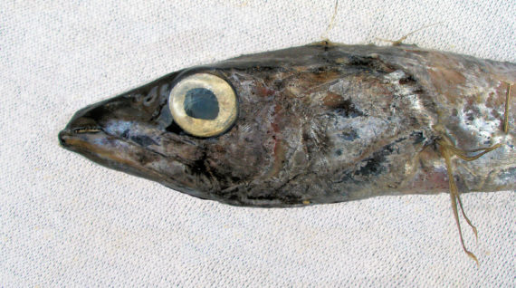 Snake Mackerel (2)