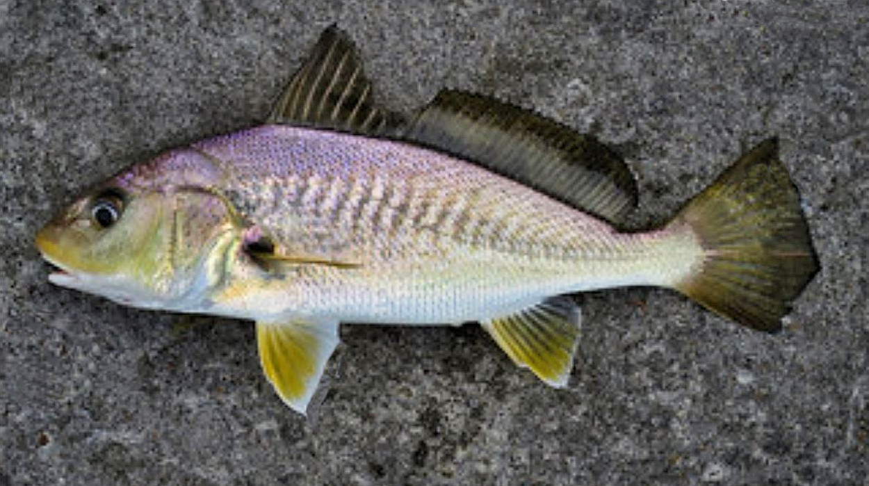 Atlantic Croaker | Mexican Fish.com