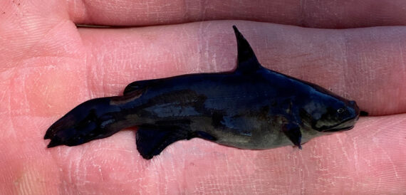 Black Bullhead  Mexican Fish.com