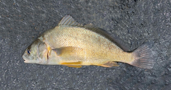 Freshwater Drum | 멕시칸 피쉬닷컴Freshwater Drum | 멕시칸 피쉬닷컴  