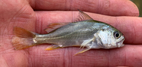 Silver Perch  Mexican Fish.com