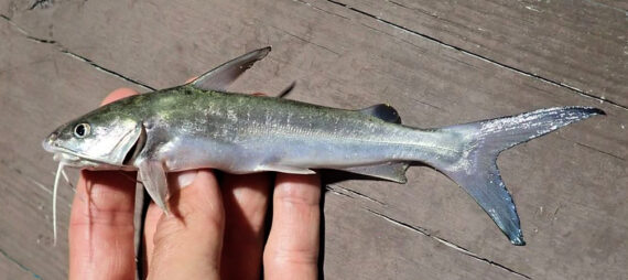 Hardhead Catfish Mexican Fish Com